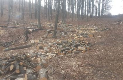 Un tanar de 26 de ani din Maneuti va fi adus din Anglia unde lucreaza pentru a si isparsi 6 luni de inchisoare pentru furt de arbori