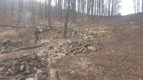 Un tanar de 26 de ani din Maneuti va fi adus din Anglia unde lucreaza pentru a si isparsi 6 luni de inchisoare pentru furt de arbori