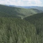 statistica INS pentru 2025 prezentata de presedintele ASFOR Ciprian Dumitru Musca suprafata forestiera a crescut cu 58000 de hectare intr un deceniu iar taierile ilegale sunt la minim