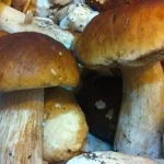 225 de kilograme de hribi, în valoare de 12.000 de lei, confiscate la Fundu Moldovei