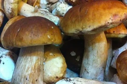 225 de kilograme de hribi, în valoare de 12.000 de lei, confiscate la Fundu Moldovei