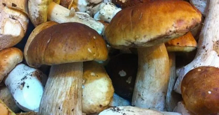 225 de kilograme de hribi, în valoare de 12.000 de lei, confiscate la Fundu Moldovei