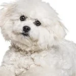 Bărbat arestat după ce a furat un câine Bichon din curtea unei femei din Dornești