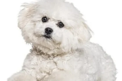 Bărbat arestat după ce a furat un câine Bichon din curtea unei femei din Dornești