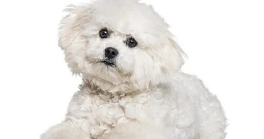 Bărbat arestat după ce a furat un câine Bichon din curtea unei femei din Dornești