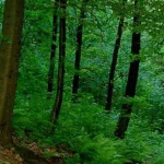 Bătrână de 81 de ani cu demență, dispărută de acasă, găsită la liziera pădurii