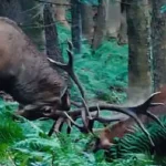 Confruntarea „titanilor” într-o pădure la Putna (foto)