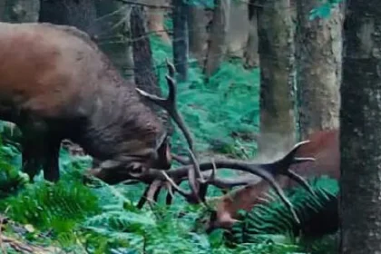 Confruntarea „titanilor” într-o pădure la Putna (foto)