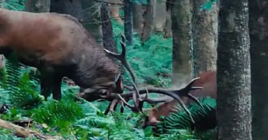 Confruntarea „titanilor” într-o pădure la Putna (foto)