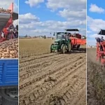 Copiii din Horodnic de Sus primesc masă caldă. Primarul cere ajutor la sortarea cartofilor