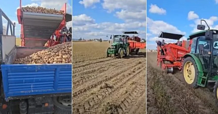 Copiii din Horodnic de Sus primesc masă caldă. Primarul cere ajutor la sortarea cartofilor