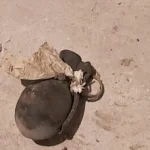 Culegător de ciuperci, șoc în pădurea din Ciocănești: a dat peste o grenadă