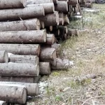 Firmă din Vatra Moldoviței, amendată cu 10.000 lei pentru nereguli la depozitul de lemne