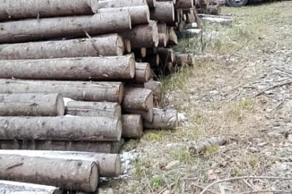 Firmă din Vatra Moldoviței, amendată cu 10.000 lei pentru nereguli la depozitul de lemne