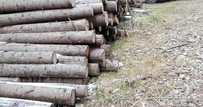 Firmă din Vatra Moldoviței, amendată cu 10.000 lei pentru nereguli la depozitul de lemne