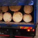 Firmă suceveană amendată cu 20.000 lei pentru nereguli la lemnul din Fundu Moldovei