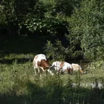 Foaie Verde din Bucovina: politicienii suceveni să protejeze țăranii