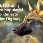 Monitorizarea genetică a lupilor oferă date noi despre familii și teritorii