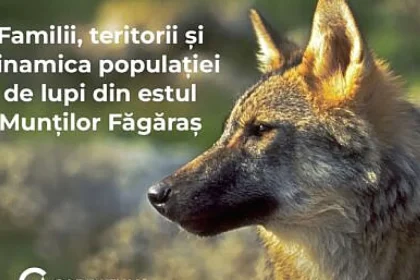 Monitorizarea genetică a lupilor oferă date noi despre familii și teritorii