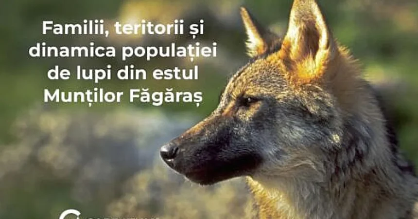 Monitorizarea genetică a lupilor oferă date noi despre familii și teritorii