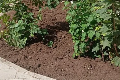 Primarul Rîmbu, impresionat de spațiul verde amenajat la Școala nr. 8