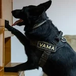 Școala de elită a Vămii Române: câinii învață să detecteze droguri și explozivi