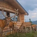 Unic în România! Cabana cu cerbii la fereastră de la Dârmoxa, unde regele își duce haremul