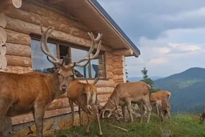 Unic în România! Cabana cu cerbii la fereastră de la Dârmoxa, unde regele își duce haremul