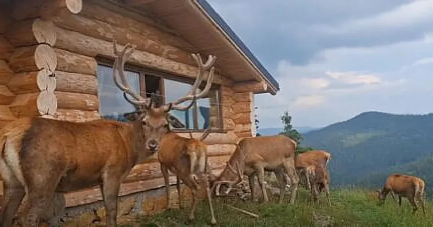 Unic în România! Cabana cu cerbii la fereastră de la Dârmoxa, unde regele își duce haremul
