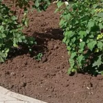 Vasile Rîmbu, la Școala Nr. 8 Suceava: „Natura îi învață pe copii respectul”