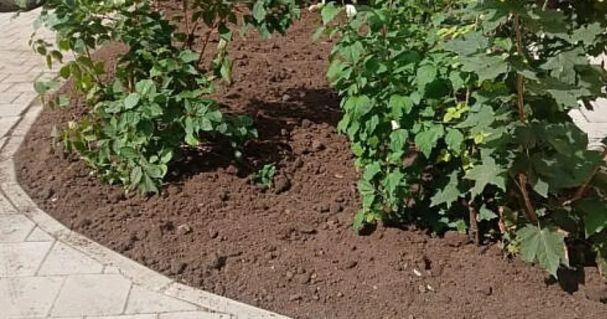 Vasile Rîmbu, la Școala Nr. 8 Suceava: „Natura îi învață pe copii respectul”