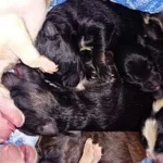 Apel disperat pentru salvarea a nouă cățeluși abandonați la Siret