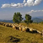 Bărbat dispărut din Vâlcea în septembrie, găsit în Prisaca Dornei îngrijind animale