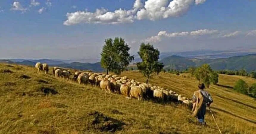 Bărbat dispărut din Vâlcea în septembrie, găsit în Prisaca Dornei îngrijind animale