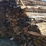 Garda Forestieră Suceava: amenzi de 232.000 lei și 1.360 mc de lemn confiscat