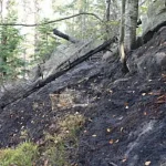 Incendiul de 15 hectare de pădure din Ocolul Silvic Marginea a fost stins