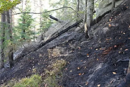 Incendiul de 15 hectare de pădure din Ocolul Silvic Marginea a fost stins