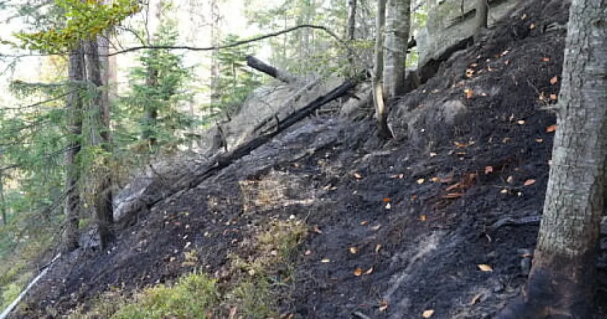 Incendiul de 15 hectare de pădure din Ocolul Silvic Marginea a fost stins