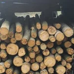 Lemn confiscat de polițiștii din Vicovu de Sus. Bărbatul a rămas fără plăcuțe