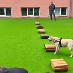 Mii de copii au aplaudat demonstrațiile echipelor canine ale Vămii în „Școala Altfel”