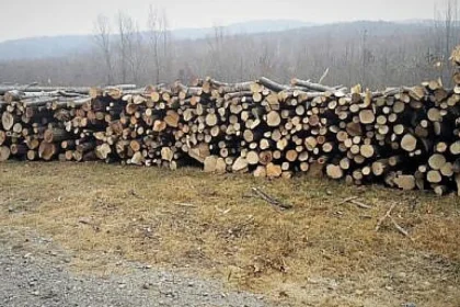Nereguli majore găsite la o firmă din Bilca în urma unui control silvic