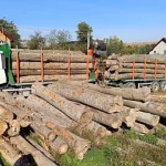 Nereguli silvice la două firme din Slatina, sancționate drastic