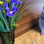 Pisicile Sphynx, vedete la Satu Mare, deși rasa e interzisă în Țările de Jos