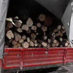 Polițiștii au confiscat 1.836 mc de lemn fără acte pe DJ 178D Soloneț