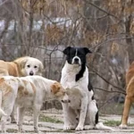 Primăria Adâncata vaccină și microcipează toți câinii din comună după focarele de rabie