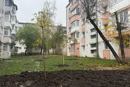 Primăria Suceava prioritizează plantarea de puieți și spațiile verzi