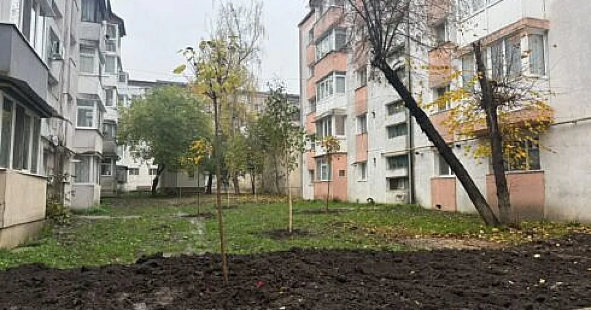 Primăria Suceava prioritizează plantarea de puieți și spațiile verzi