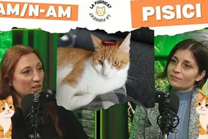 Viața secretă a iubitorilor de pisici: culisele unei ediții feline „Am/N-am”
