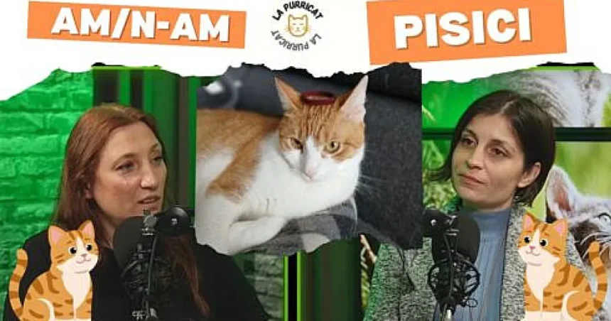 Viața secretă a iubitorilor de pisici: culisele unei ediții feline „Am/N-am”