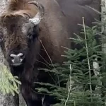 Zimbrul care a ajuns și în Suceava, găsit decapitat în Bistrița-Năsăud